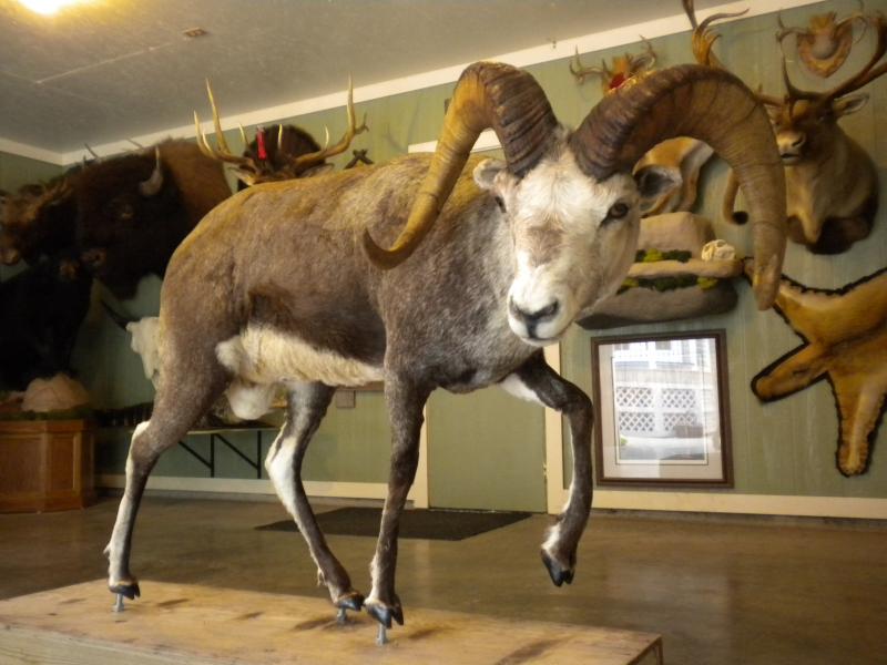 Tools of the trade🦌 - Southern Precision Taxidermy