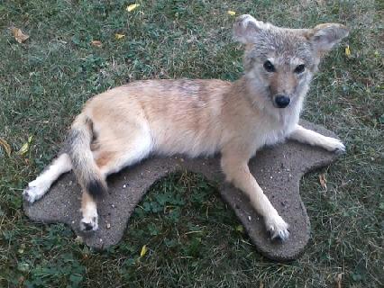 Coyote pup